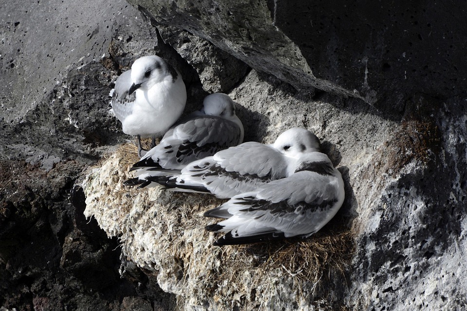 Free photo Seagull, Rock, Bird, Lay Eggs, Nest Free Image on Pixabay