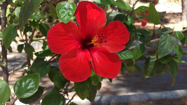 Free Hibiscus Flower photo and picture