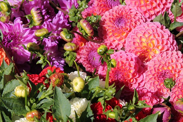 Free Dahlias Flower photo and picture