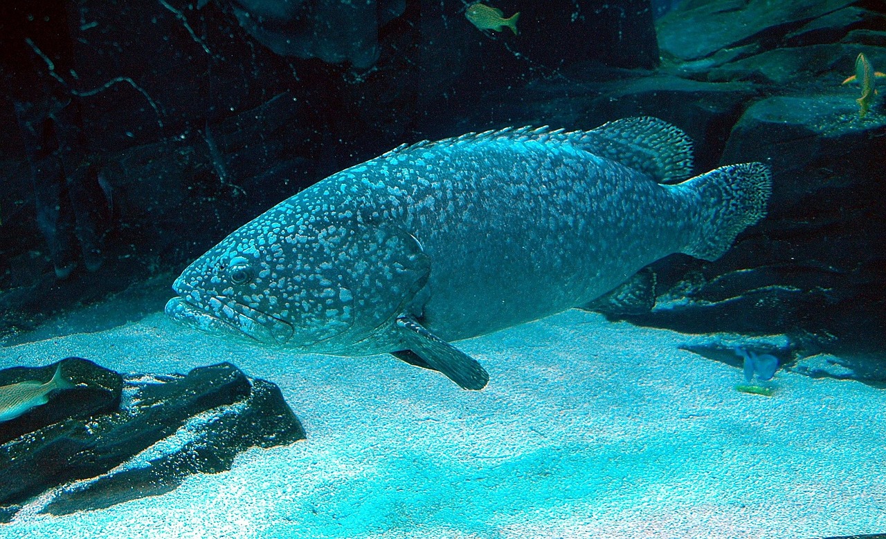 Tropical Fish - free online jigsaw puzzle photo