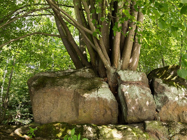 Viaţă, Demolare, Ascensiune, Gratuit