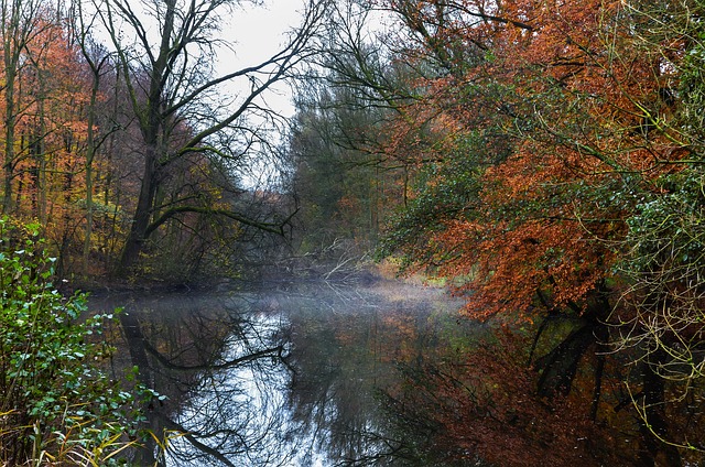 Free Landscape Woods photo and picture