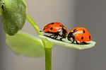 ladybugs, ladybirds, bugs