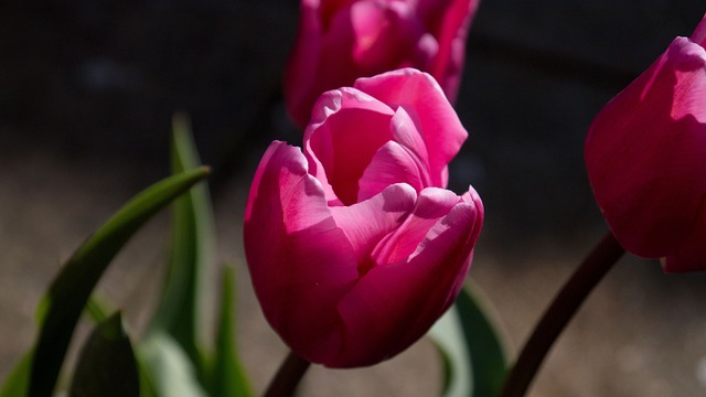 Free Tulip Summer photo and picture