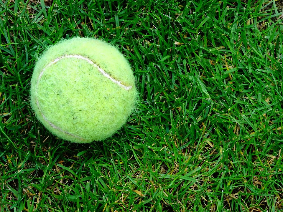 Free photo TennisBall, Grass, Outdoor, Garden Free Image on Pixabay