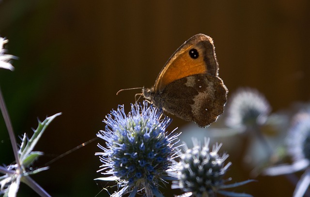 Free Butterfly Sea Holly photo and picture
