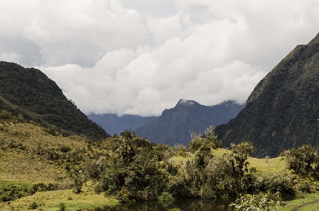 Free Montane Forest Peruvian Biodiversity photo and picture