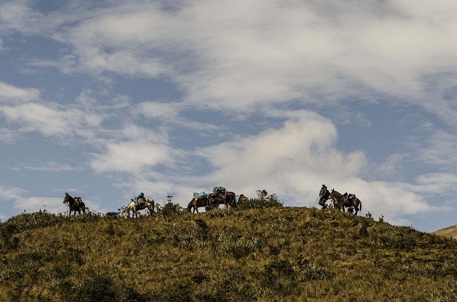 Free Muleteers Peruvian Andes photo and picture