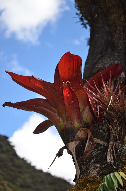 Free Bromeliad Bromeliaceae photo and picture