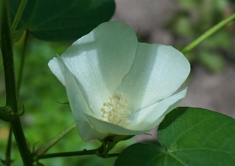 50+ Free Cotton Blossom &amp; Blossom Images