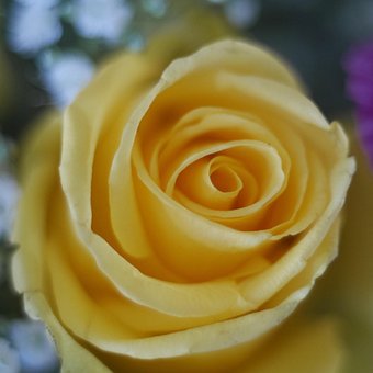 Free Core Marco Switar 50Mm Rose photo and picture