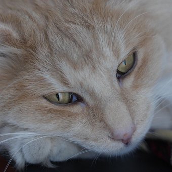 Free Norwegian Forest Cat photo and picture