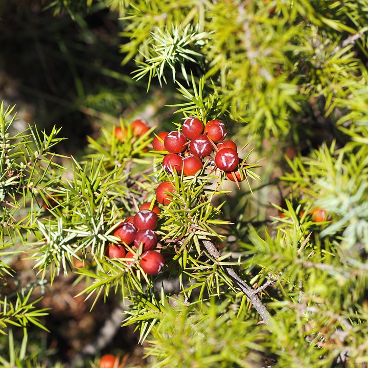 Softwood Yew Conifer Free photo on Pixabay