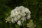 forest-angelica, apiaceae, doldengewächse
