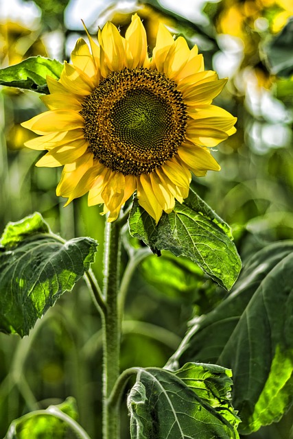 Sonnenblume, Garten, Sommer, Gelb