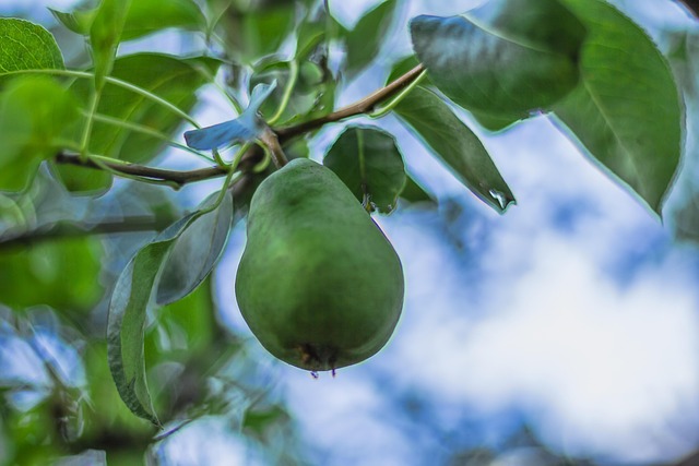 Birne, Obst, Frucht, Früchte