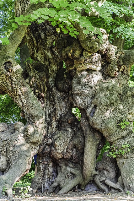 Alter Baum, Baum, Kunstwerk, Verwachsen