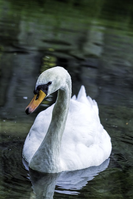 Schwan, Vogel, Schwäne, See, Wasser