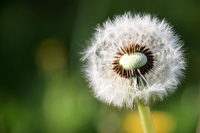 Free Dandelion Beautiful Flowers photo and picture