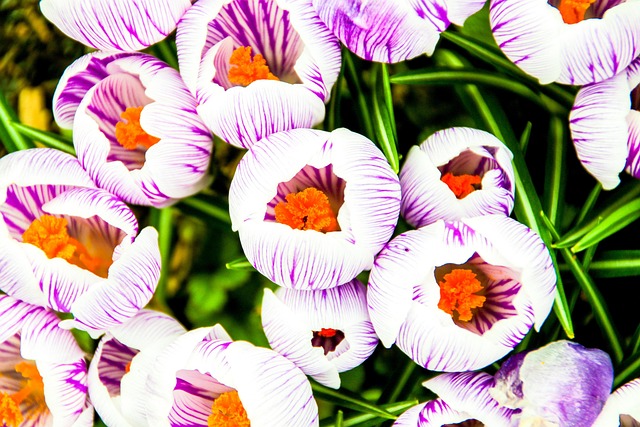 Free Crocus Flower photo and picture