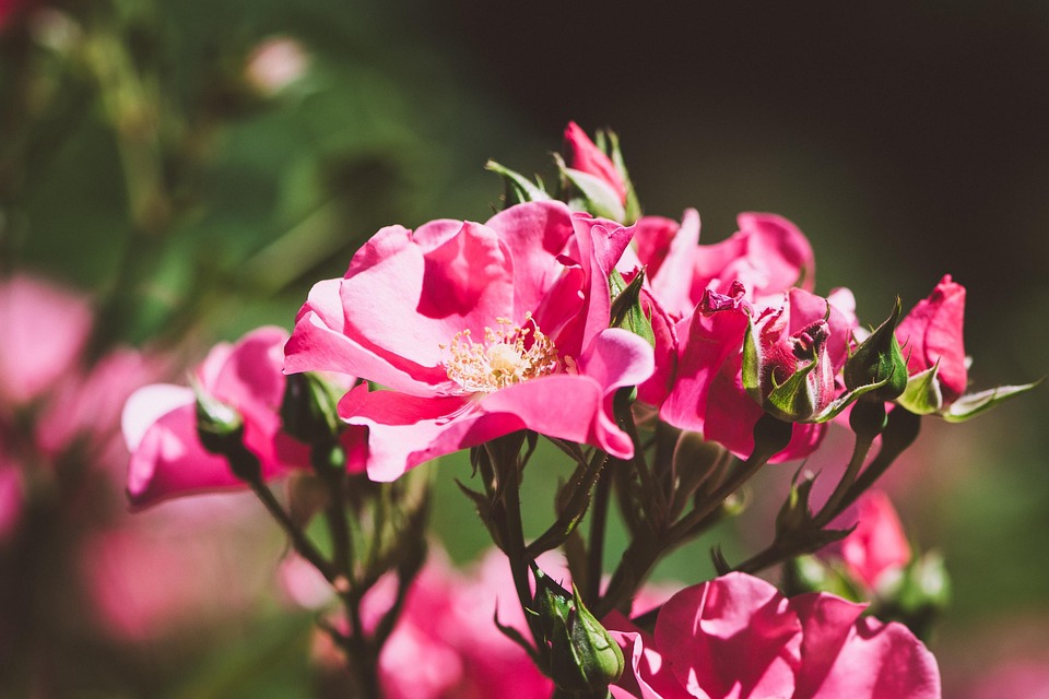 Roses Flowers Pink · Free photo on Pixabay