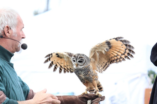 Free Owl Wing photo and picture