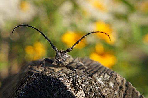 Free Cincér Insect photo and picture