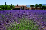 lavender, estate, property