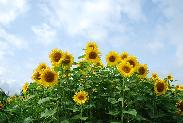Free Flower Plant photo and picture