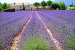 lavender, estate, property