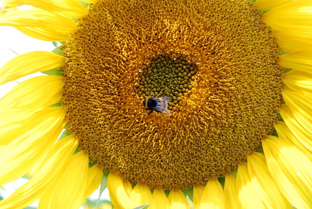 Free Sunflower Yellow photo and picture