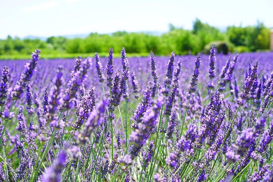 ラベンダー色の花 バイオレット 花 Pixabayの無料写真
