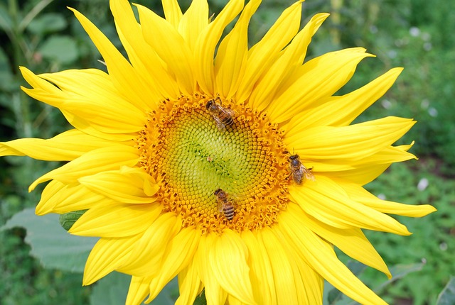 Free Sunflower Summer photo and picture