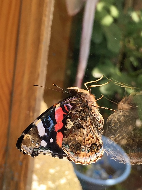 Schmetterling, Nahaufnahme, Fenster