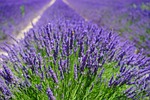 lavender field, flowers, purple
