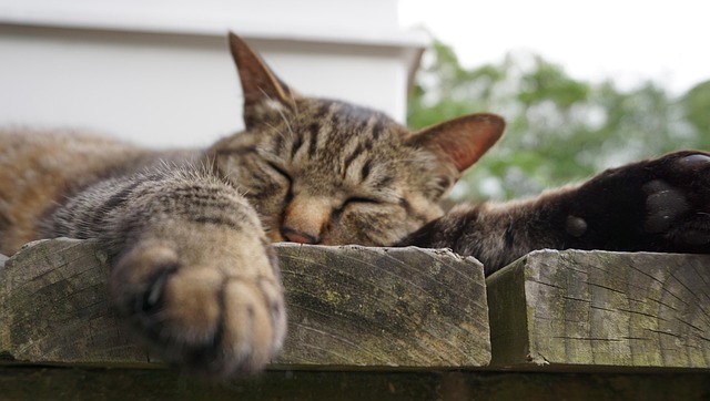 Free Cat Cat Face photo and picture