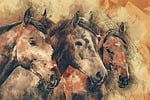 horses, horse head, animals