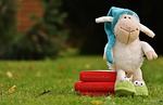 sheep, sleepyhead, meadow