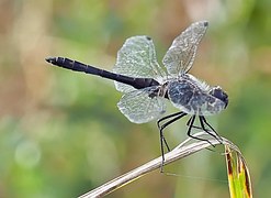 Golden Dragonfly Sympetrum - Free photo on Pixabay