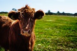 bull, calf, heifer