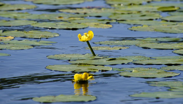 Åkande, Dam, Vandplanter, Blomst, Natur