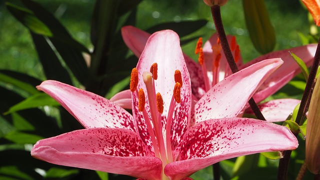 Tiger Lily, Rosa, Schöne Blumen, Tiger
