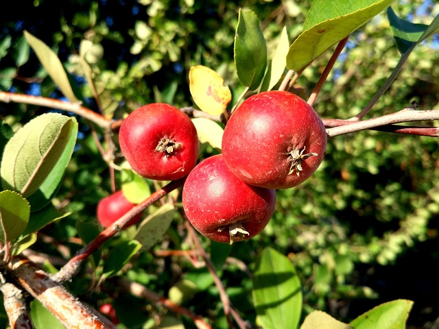 Free Hawthorn Wild Fruits photo and picture