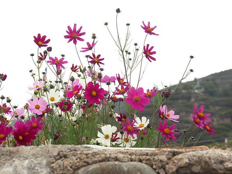 Sichuan, Gesanghua, Zangzhai, Cosmos