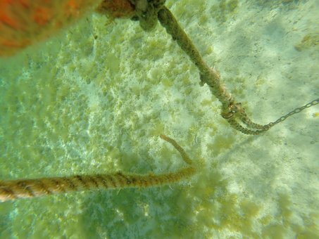 Free Buoy Underwater photo and picture