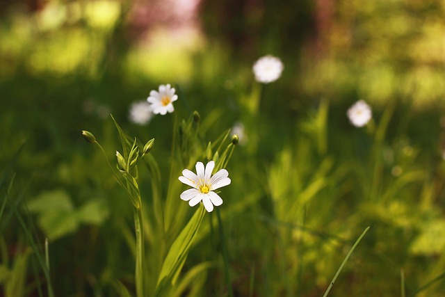 Free Flowers Flower Wallpaper photo and picture