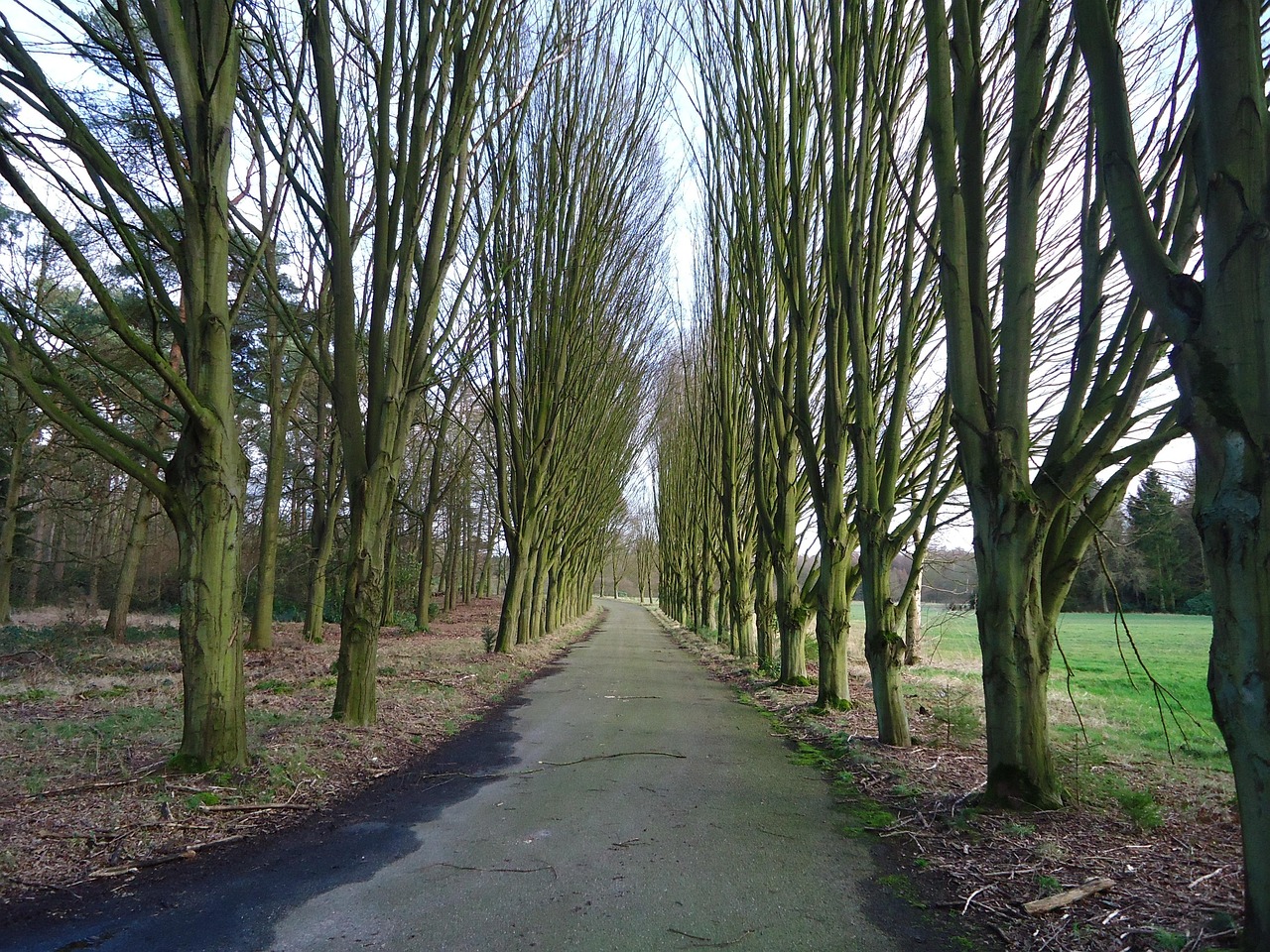 Naturaleza Árboles Paisaje - Foto gratis en Pixabay - Pixabay