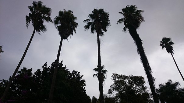 Palm, Garten, Riesige Palme, Algerien