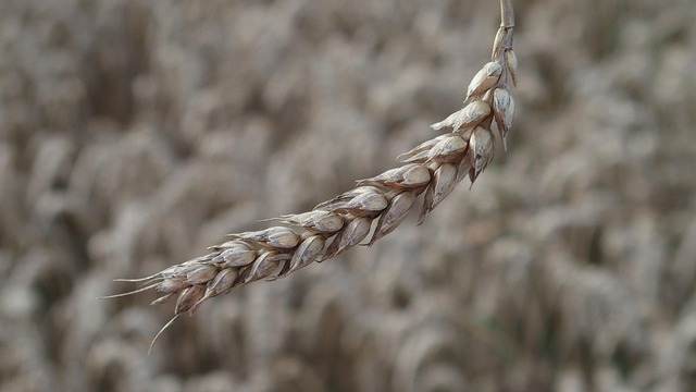 Free Agriculture Field photo and picture