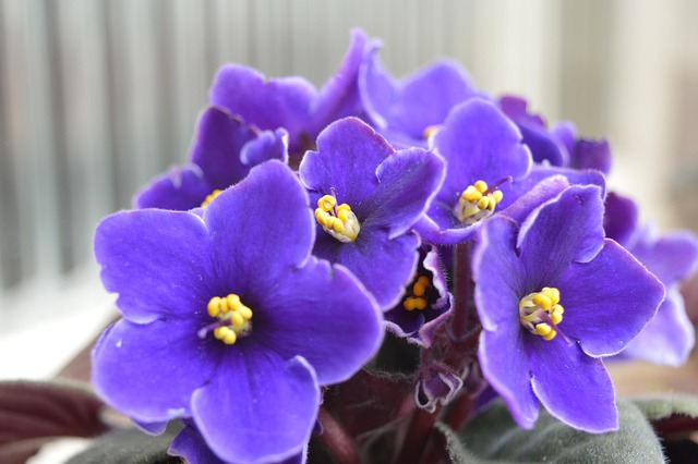 Free Flower Purple photo and picture